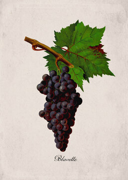 Blavette Classic Red Wine Grape Variety, Botanical Illustration