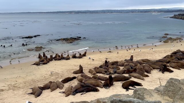 Sea Lions Resting at San Carlos Beach During Annual Gathering in Monterey California 4K