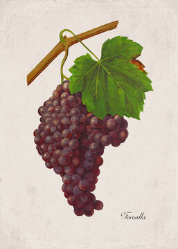 Forcalla Classic Dark Wine Grape Variety, Botanical Illustration