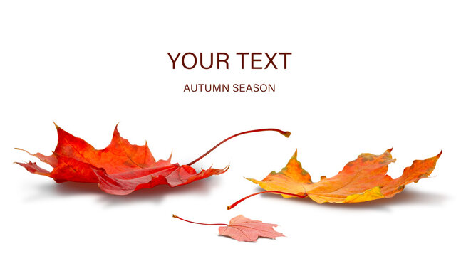 Maple leaf isolated on white transparent background, autumn season concept