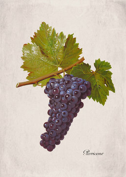 Perricone Classic Dark Wine Grape Variety, Botanical Illustration