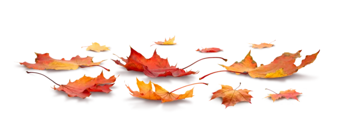Maple leaf collection isolated on white transparent background, autumn season concept © Aleksandr Matveev