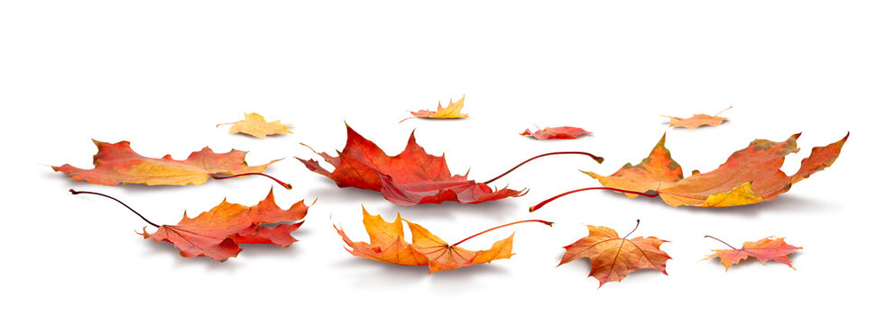 Maple leaf collection isolated on white transparent background, autumn season concept