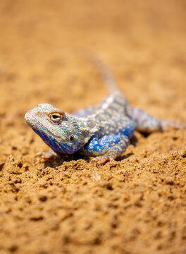 The blue agama sits in ambush on sand and branches and hunts for insects. Beautiful blue lizard close-up in the wild.