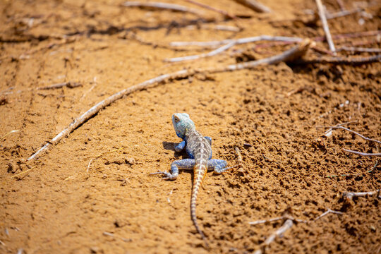The blue agama sits in ambush on sand and branches and hunts for insects. Beautiful blue lizard close-up in the wild.