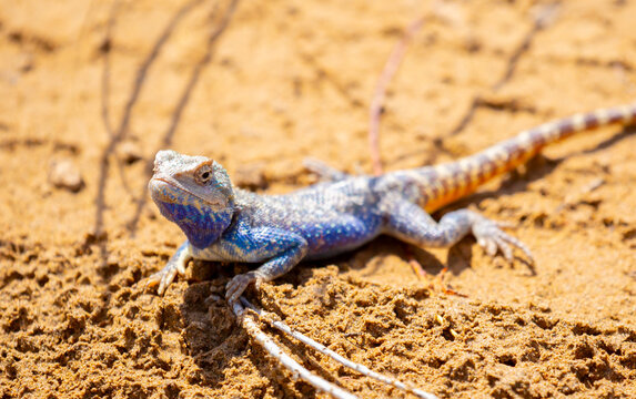 The blue agama sits in ambush on sand and branches and hunts for insects. Beautiful blue lizard close-up in the wild.