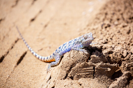The blue agama sits in ambush on sand and branches and hunts for insects. Beautiful blue lizard close-up in the wild.