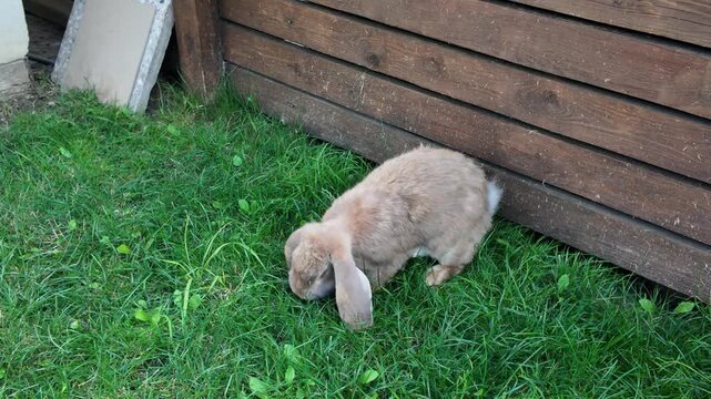Cute rabbit with long ears sits on grass. Green grass grows beneath wooden fence. Rabbit lowers head to nibble grass