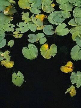 Abstract nature background with green and yellow lily pads floating on deep dark water. Minimalist zen pond surface top view.
