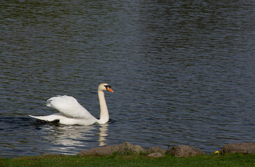 swan on the lake © sevcan