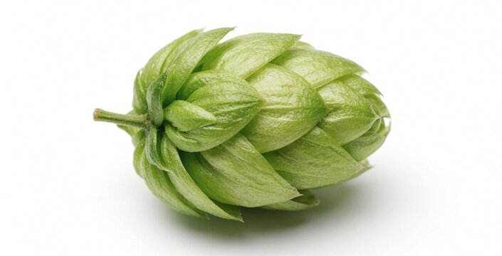 Fresh green hop cone isolated on white background. Macro closeup of raw brewing ingredient for craft beer production. Natural herbal plant cone used in brewery for aroma, bitter taste in lager ale