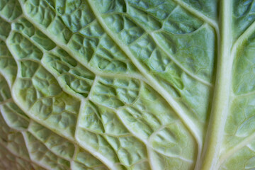 Obraz premium Savoy cabbage leaf structure, macro close-up.