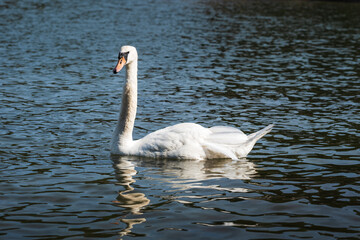 Elegant White Mute Swans Gliding on Dark Water with Reflections © Vadim