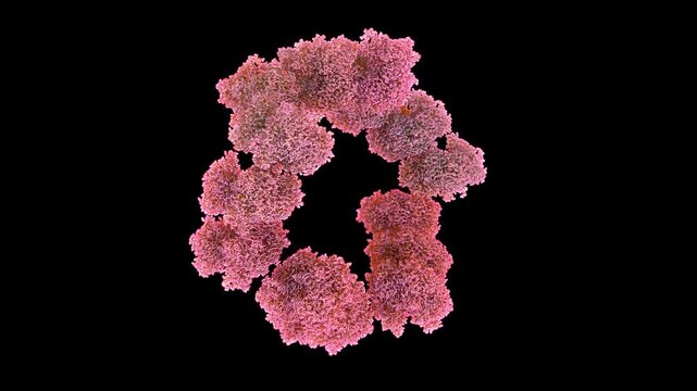 3D structure of cryo-EM mimivirus, giant icosahedral virus with stargate and surface fibrils, self-replicating amoeba pathogen primarily for evolutionary biology microbiology studies rotate animation.
