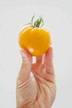 A ripe yellow tomato held in the palm of a hand, lit by natural sunlight against a white background.