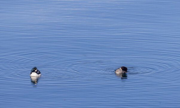 Male and Female Barrow's Goldeneye Ducks in Yellowstone National Park in Springtime