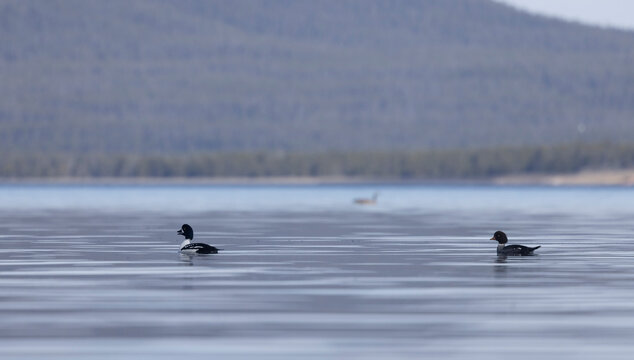 Male and Female Barrow's Goldeneye Ducks in Yellowstone National Park in Springtime