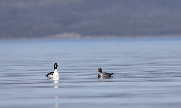 Male and Female Barrow's Goldeneye Ducks in Yellowstone National Park in Springtime
