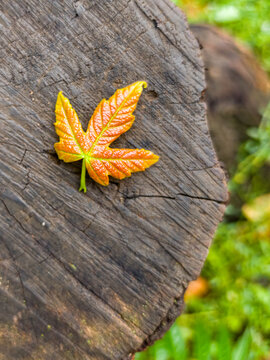 Three maple leaves of different sizes and colors lie on an old, dark tree stump. Autumn still life in the forest, macro photography.