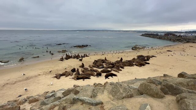 Sea Lions Resting at San Carlos Beach During Annual Gathering in Monterey California 4K