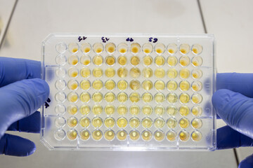 A close-up of an immunological plate with wells filled with yellow liquid being analyzed in a...