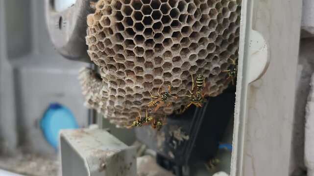 Paper wasps crawl over a large nest built inside an open outdoor utility box. The insect infestation poses an electrical maintenance hazard and requires professional pest control.