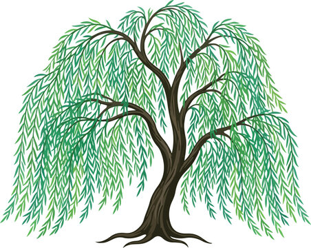Graceful weeping willow tree with lush green foliage in full bloom isolated on white background