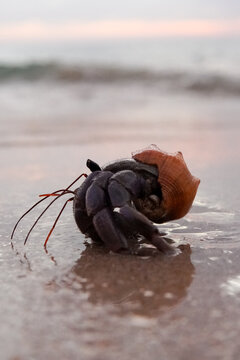 Macro shot of a hermit crab with a red shell walking on a wet sandy beach at sunset
