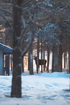 Wild moose gather among snowy cabins and pine trees near Abisko, Swedish Lapland