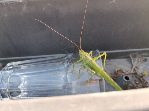 huge european grasshopper