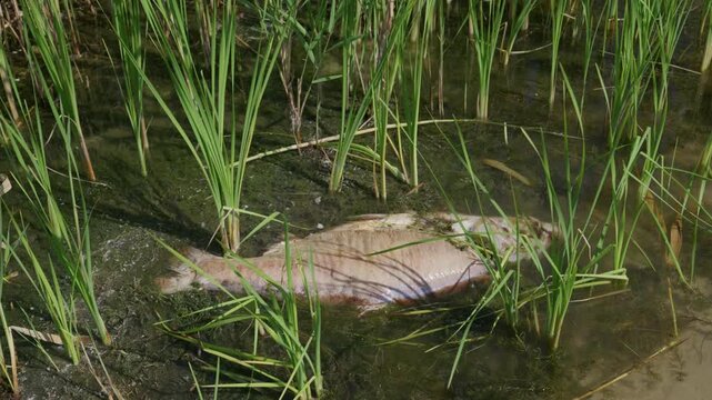 A large dead fish floats motionless among green reeds and algae in shallow marsh water under bright sunlight. Concept of water pollution, environmental disaster, and ecological crisis.