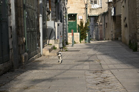 cat, alley, street, nazareth, israel, Small black and white cat walking in empty stone alleyway in Nazareth, Stray cat roaming through historic paved street in middle eastern old town
