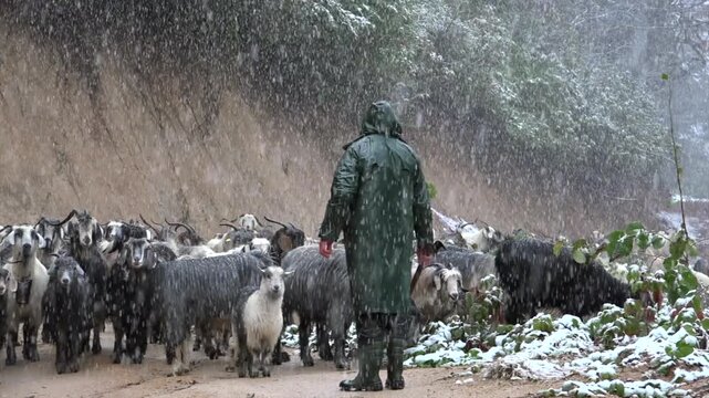 Shepherd leads sheep and goats through snowfall, creating a quiet pastoral winter scene. Rural herd moves along a snowy path with livestock, cold ground, and traditional countryside life.