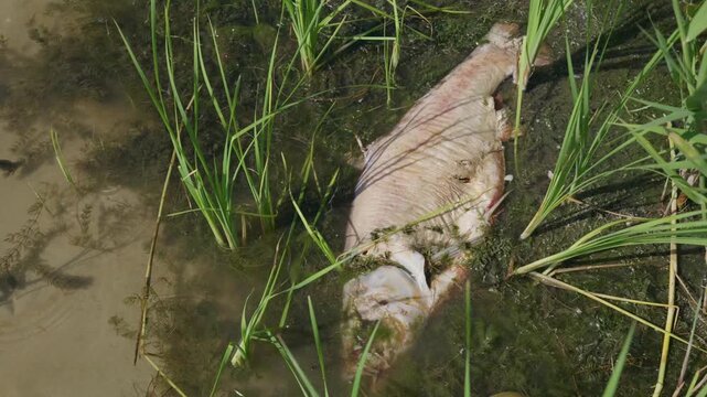 A large decaying dead fish floats among aquatic reeds and green algae in shallow swamp water under direct sunlight. Concept of wetland conservation crisis, habitat destruction, and eco threat