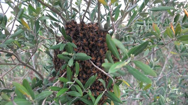 Swarm of honeybees clusters on a tree branch, showing dense pollinator activity and organic life. Bee colony forms a living mass in woodland air with buzzing motion and natural process.