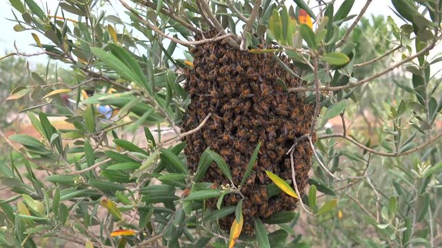 Swarm of honeybees clusters on a tree branch, showing dense pollinator activity and organic life. Bee colony forms a living mass in woodland air with buzzing motion and natural process.