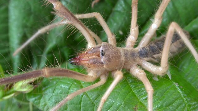 Camel spider crawls across a green leaf, showing mandibles, spiny legs, and strange anatomy. Solifuge arachnid presents fierce natural detail with predatory posture and close wildlife texture.