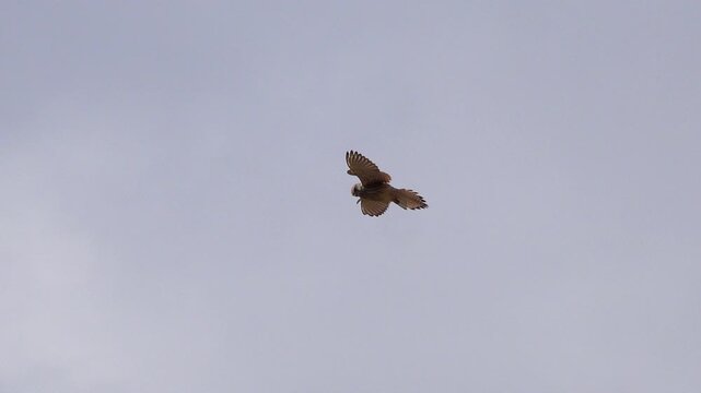 Common kestrel hovers in midair, holding position while hunting with sharp predatory focus. Falcon balances on the breeze with flapping wings, alert posture, and intense avian control.