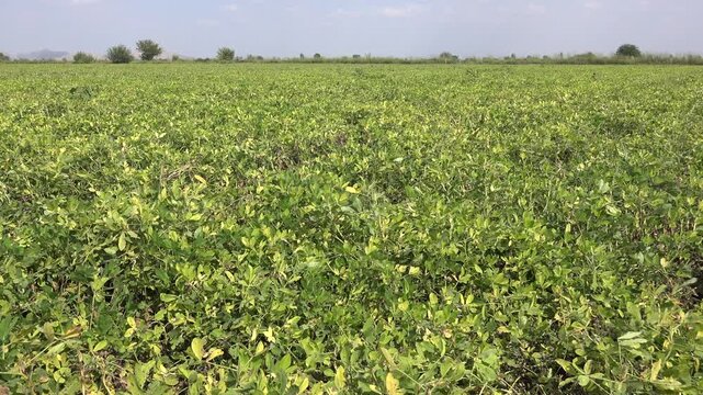 Peanut plants spread across cultivated farmland, showing green leaves and healthy field growth. Legume crop rows fill the ground with organic farming detail, fresh foliage, and agricultural texture.