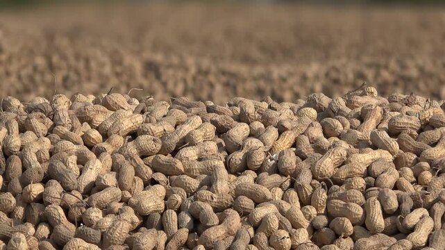 Peanut harvest lies drying in sunlight, showing brown shells across a farm processing surface. Groundnut crop and postharvest texture create an agricultural scene with edible produce and yield.