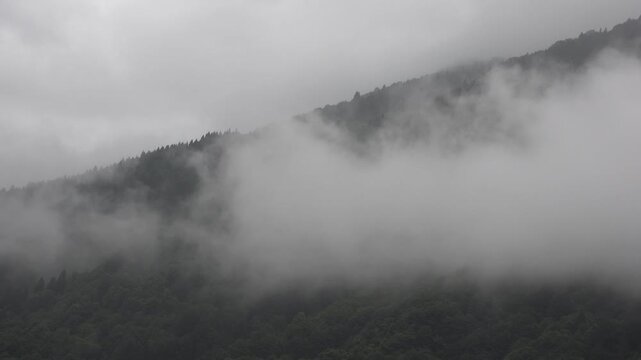 Mist drifts through forested hills, covering woodland slopes with cool moisture and soft haze. Humid air and cloud fragments wrap green trees, creating a temperate scene with atmospheric depth.