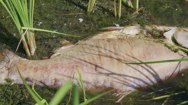 A detailed close-up of a decaying dead fish floating in stagnant pond water covered in green algae and weeds. Concept of environmental pollution, ecological disaster, and water crisis.