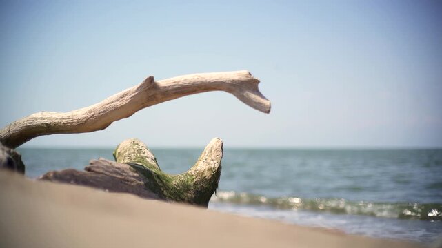 Dry tree trunk lies on sea beach with mossy wood, waves quiet desolate coastal mood. Weathered driftwood rests on sandy shore, natural texture scene empty seaside atmosphere.