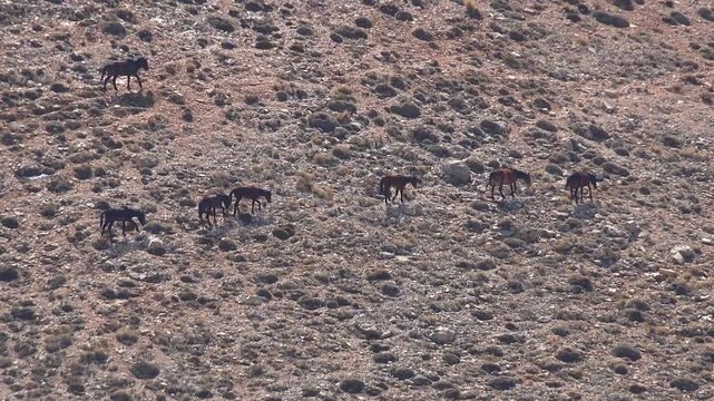 Wild horses walk across mountain hillside while fixed zoom follows herd through open terrain. Untamed equines roam broad uplands, crossing natural slopes within remote summer habitat.