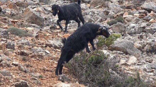 Black goat browses leaves beside rocky outcrop in arid hillside habitat under bright weather. Hardy caprine grazes sapling amid barren uplands, showing natural livestock feeding behavior.