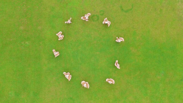 Aerial view of people dancing synchronized in a circle on green grass