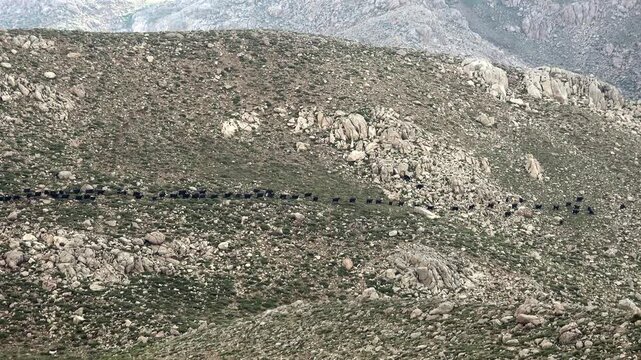 Goat herd descends treeless mountain slope in single file across rugged highland terrain. Mixed caprines move downslope through barren uplands, filmed from distant telephoto perspective.