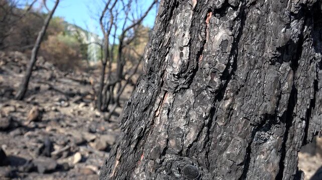 Burned pine tree bark with ash after forest fire, charred trunk texture and scorched wood detail. Blackened conifer surface showing wildfire damage, cinder residue, singed timber pattern outdoors.