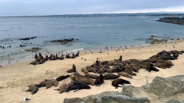 Sea Lions Resting at San Carlos Beach During Annual Gathering in Monterey California 4K
