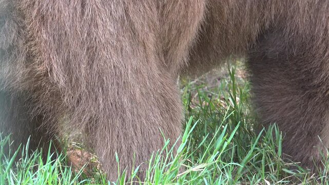 Brown bear fur fills frame with dense animal hair texture rough natural wildlife detail. Close surface of wild coat shows earthy fibers, mammal pattern scene outdoor color.